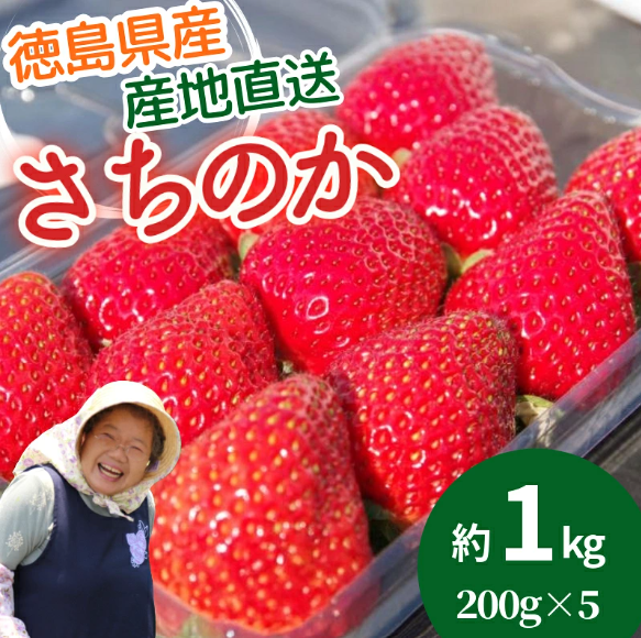 いちご 朝摘み 冷蔵 約1.0kg